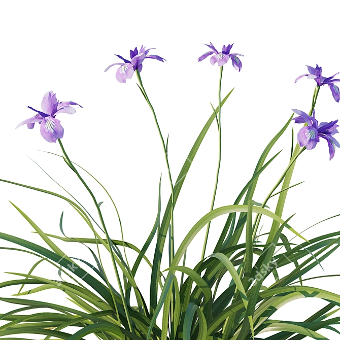 Douglas Iris 2017 Model 3D model image 3