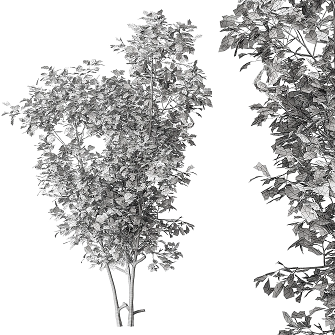 Sapling Sourwood Set 164 3D model image 3
