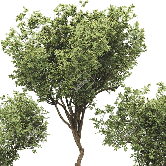 Bonsai Olive Tree Collection 97 3D model image 3