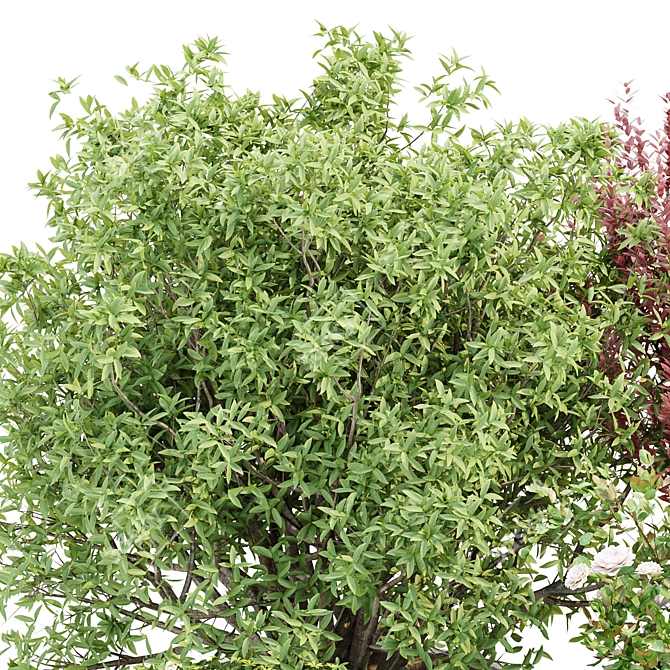 Outdoor Plants 3D Model Collection 3D model image 5