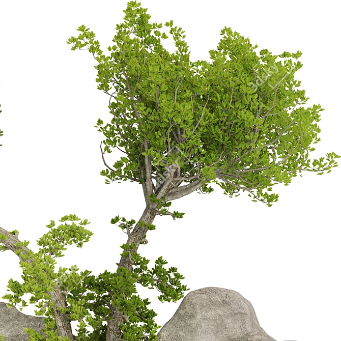 Outdoor Plant Collection Set Renderings 3D model image 5
