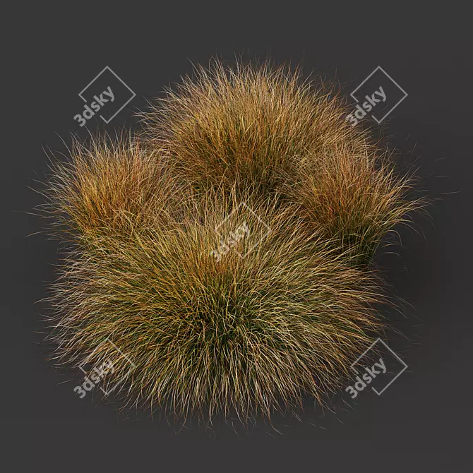 Fire Orange Sedge Grass Model 3D model image 4