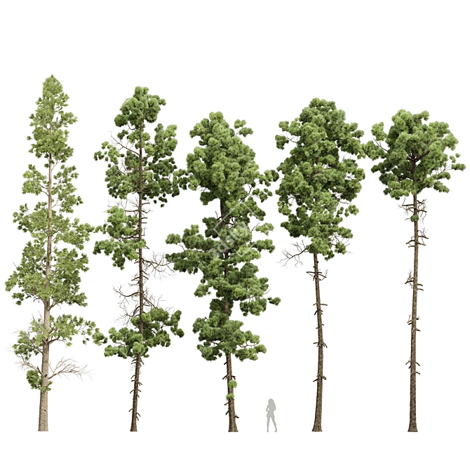 Variety of 5 Pine Trees 3D model image 1