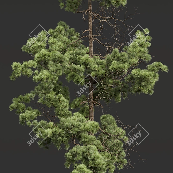 Variety of 5 Pine Trees 3D model image 2