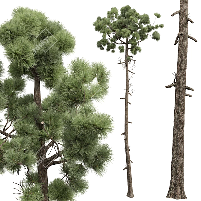 Variety of 5 Pine Trees 3D model image 5