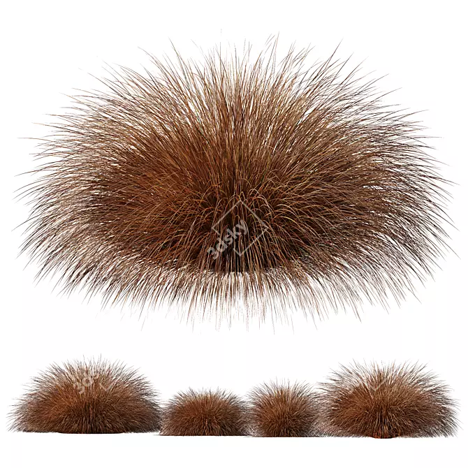 Vibrant Orange Sedge Grass 3D Models 3D model image 1