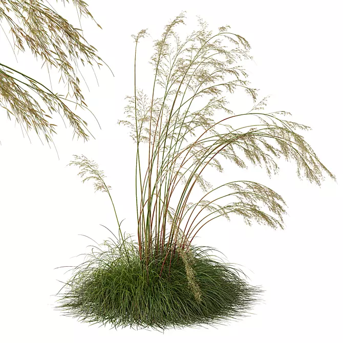 Iberian Giant Feather Grass Model 3D model image 2