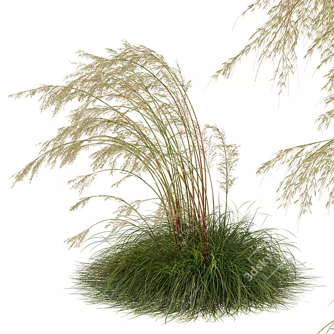 Iberian Giant Feather Grass Model 3D model image 4