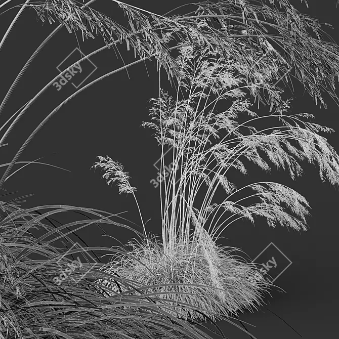 Iberian Giant Feather Grass Model 3D model image 5