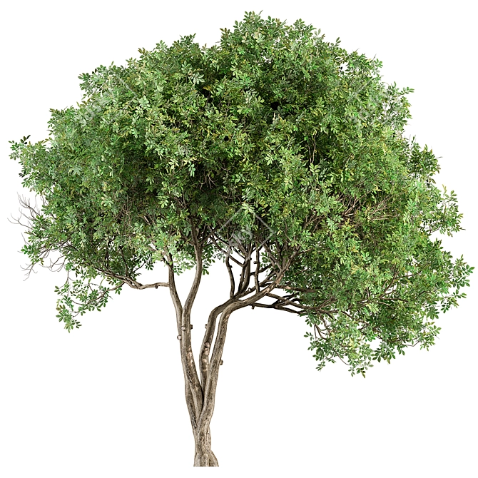 Sourwood Tree Set 163 3D model image 2