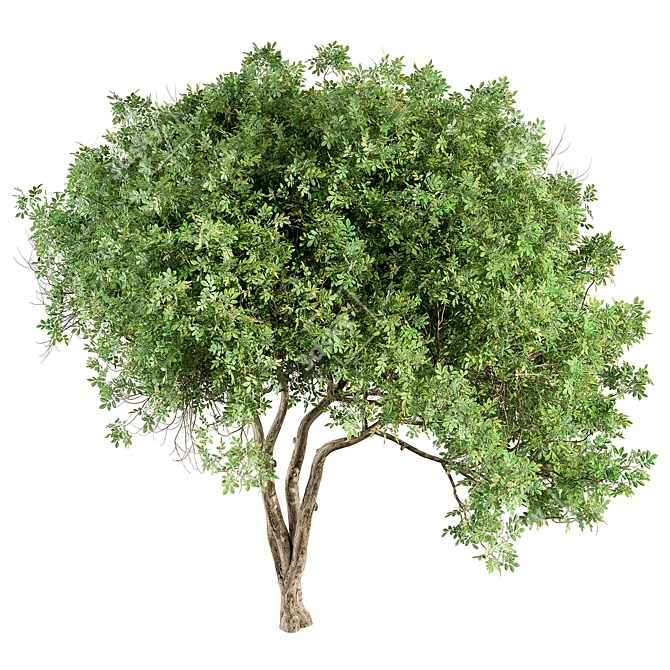 Sourwood Tree Set 163 3D model image 3