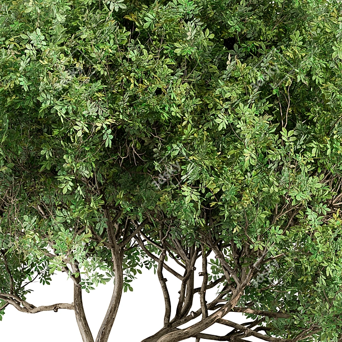Sourwood Tree Set 163 3D model image 4