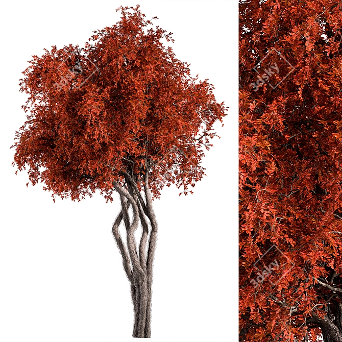 Red Maple Tree Collection 166 3D model image 1