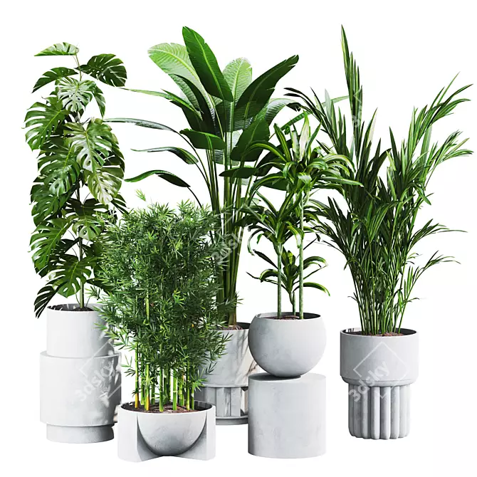 Tropical Plants Set 25 3D model image 1