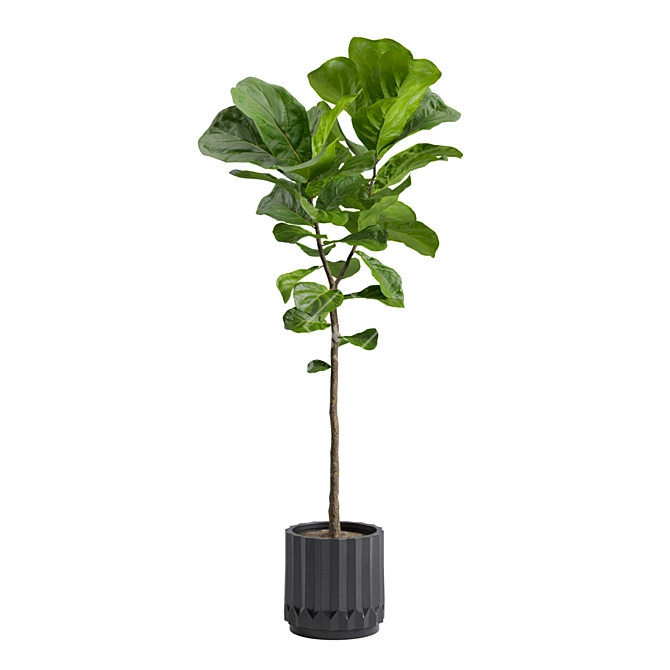 Ficus Lyrata: Large Leaf Plant 3D model image 5