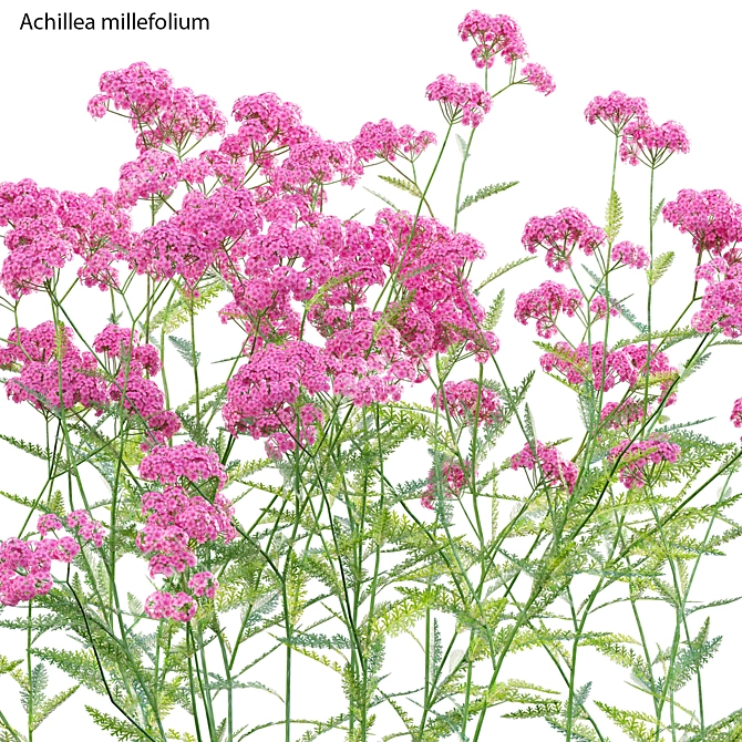 3D Yarrow Plant Models Solution 3D model image 3