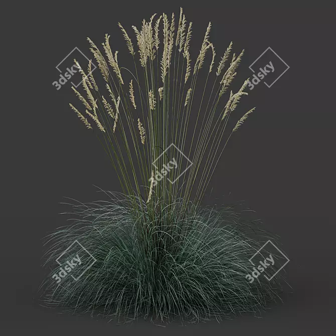 Silver Blue Ornamental Grass Set 3D model image 5