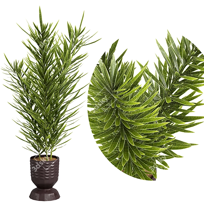  Indoor Plants 4 Pack Bundle 3D model image 1