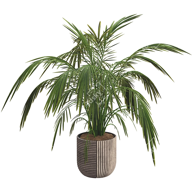 Exotic Palm Tree Pot Collection 3D model image 1