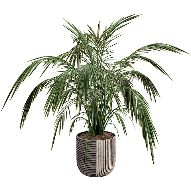 Exotic Palm Tree Pot Collection 3D model image 3