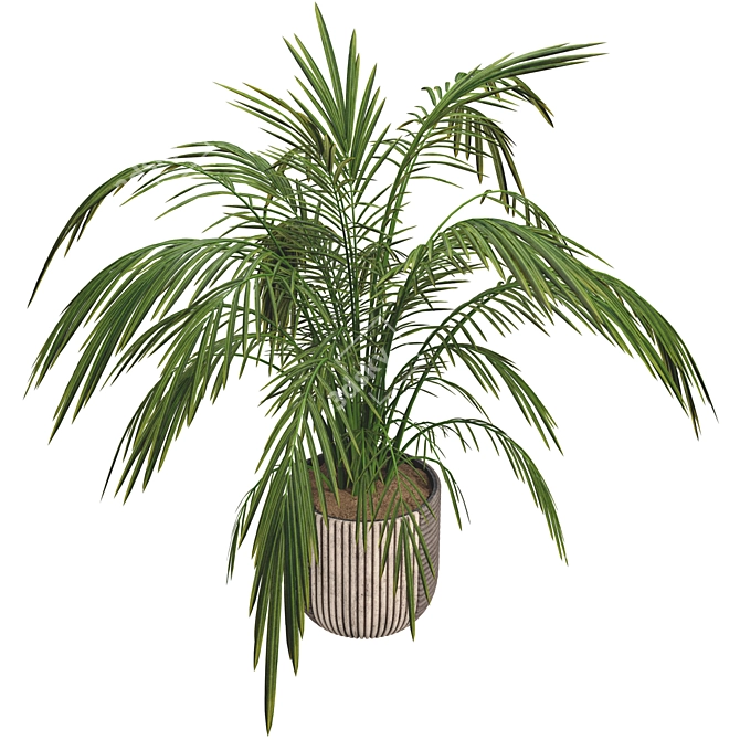 Exotic Palm Tree Pot Collection 3D model image 4