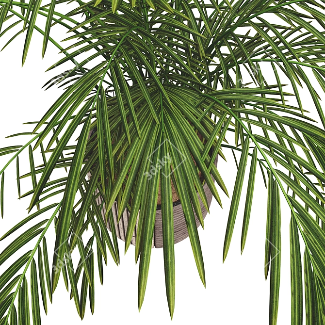 Exotic Palm Tree Pot Collection 3D model image 5