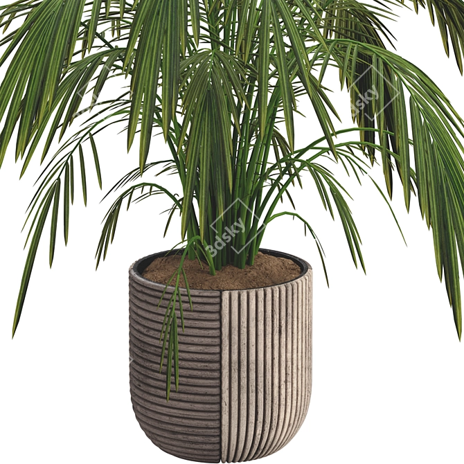 Exotic Palm Tree Pot Collection 3D model image 6