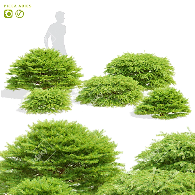Picea Abies Tree Collection | 3D Models 3D model image 1