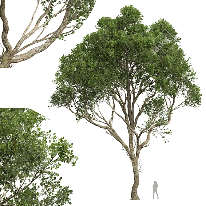 Dual Summer Tree 3D Models 3D model image 4
