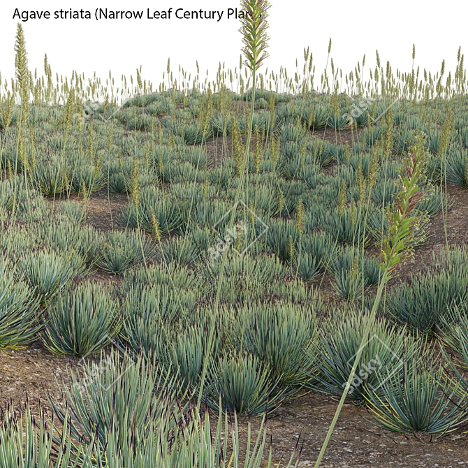 Versatile 3D Agave Plant Models 3D model image 3