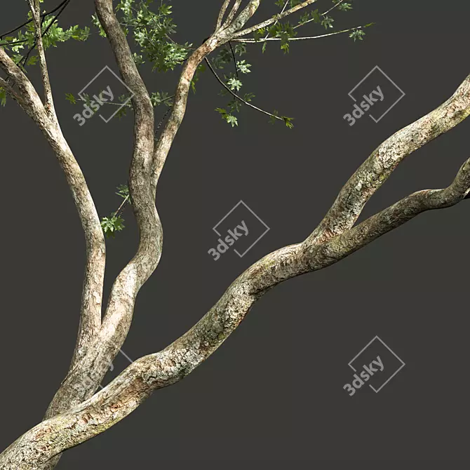 Sycamore Tree 3D Model Kit 3D model image 5