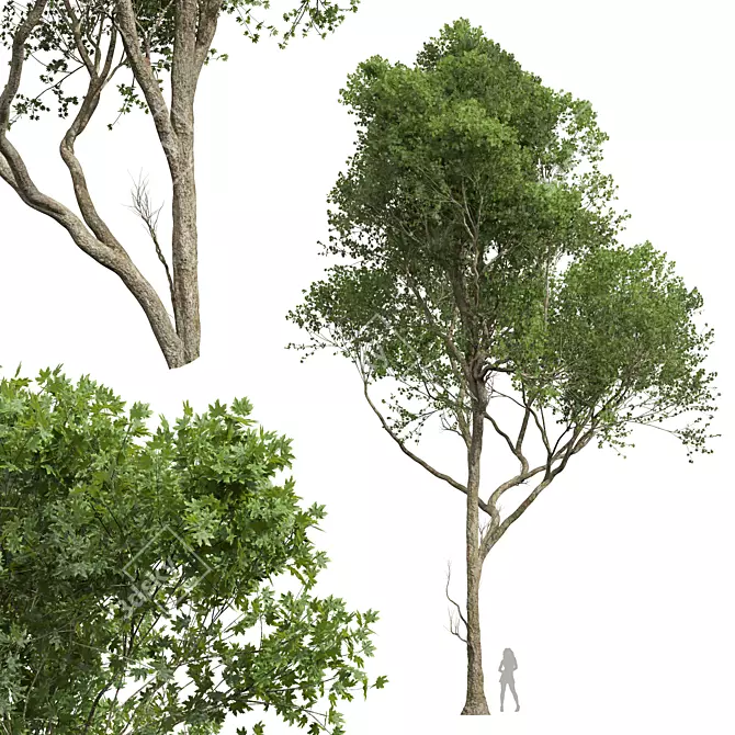 Sycamore Tree 3D Model Kit 3D model image 6