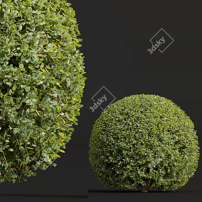 Dual 3D Ligustrum Ficus Bonsai 3D model image 4