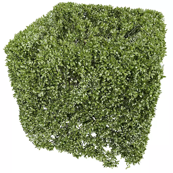 Dual 3D Ligustrum Ficus Bonsai 3D model image 5