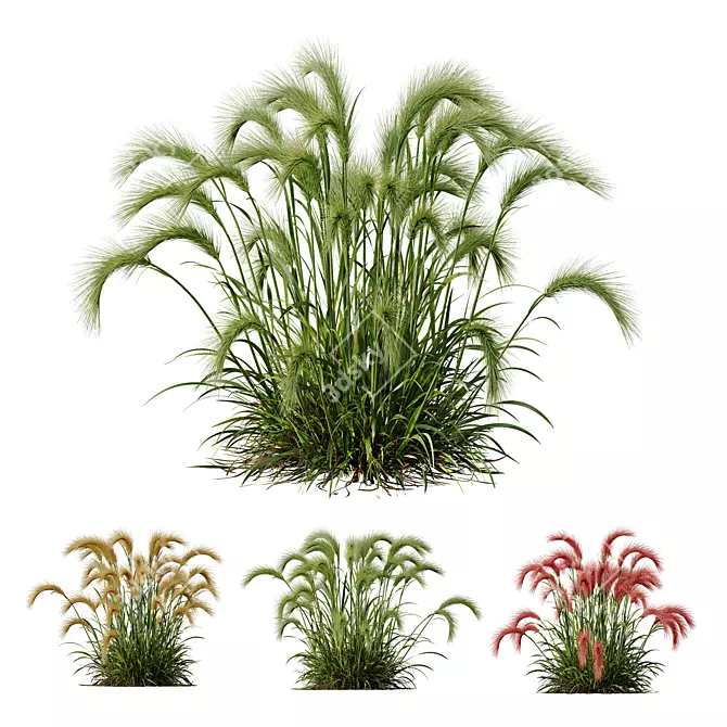 Foxtail Barley Ornamental Grass Bundle 3D model image 1