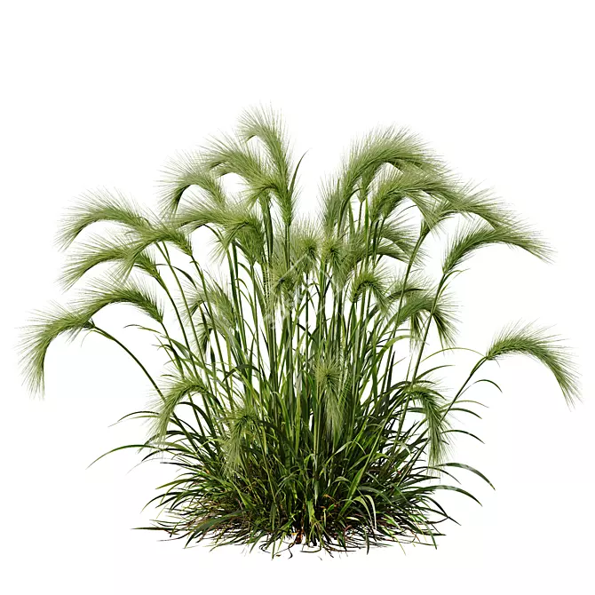 Foxtail Barley Ornamental Grass Bundle 3D model image 3