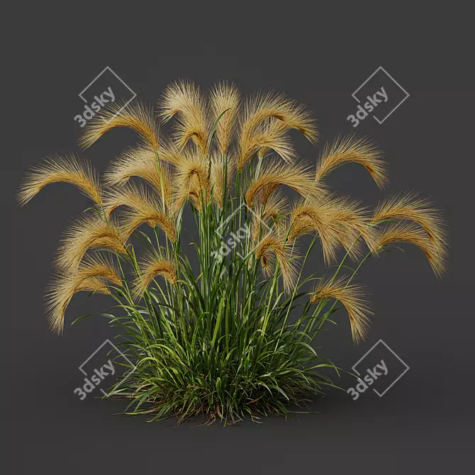 Foxtail Barley Ornamental Grass Bundle 3D model image 4