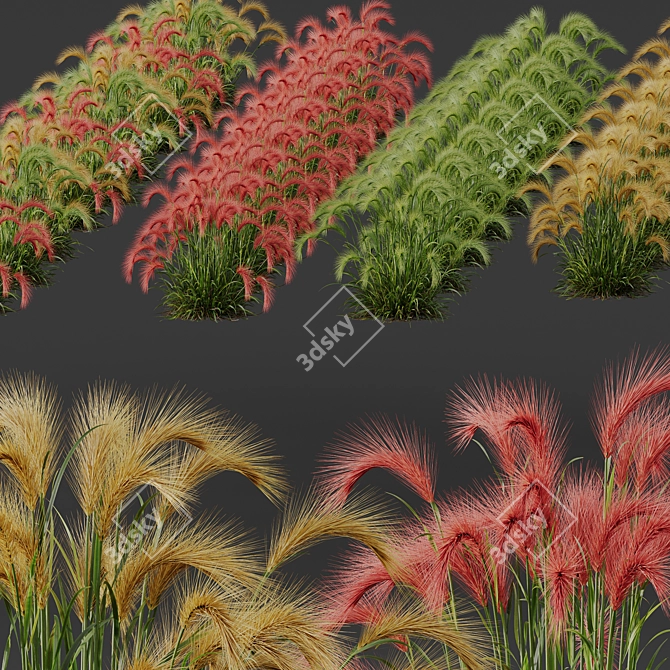 Foxtail Barley Ornamental Grass Bundle 3D model image 5