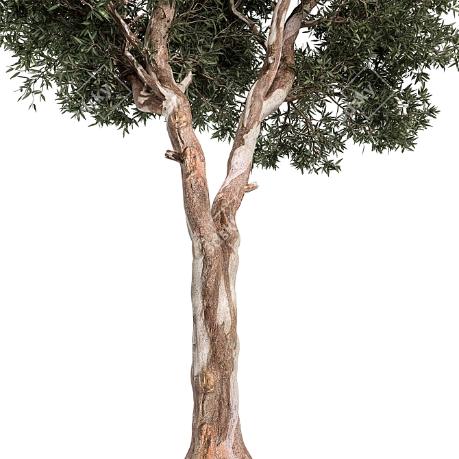 Crimson Eucalyptus Tree Collection 3D model image 2