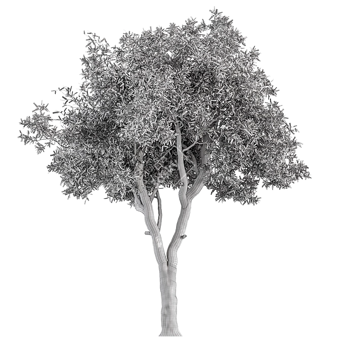 Crimson Eucalyptus Tree Collection 3D model image 5