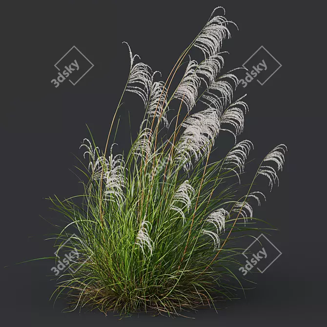 Ornamental Grass 3D Models Kit 3D model image 2