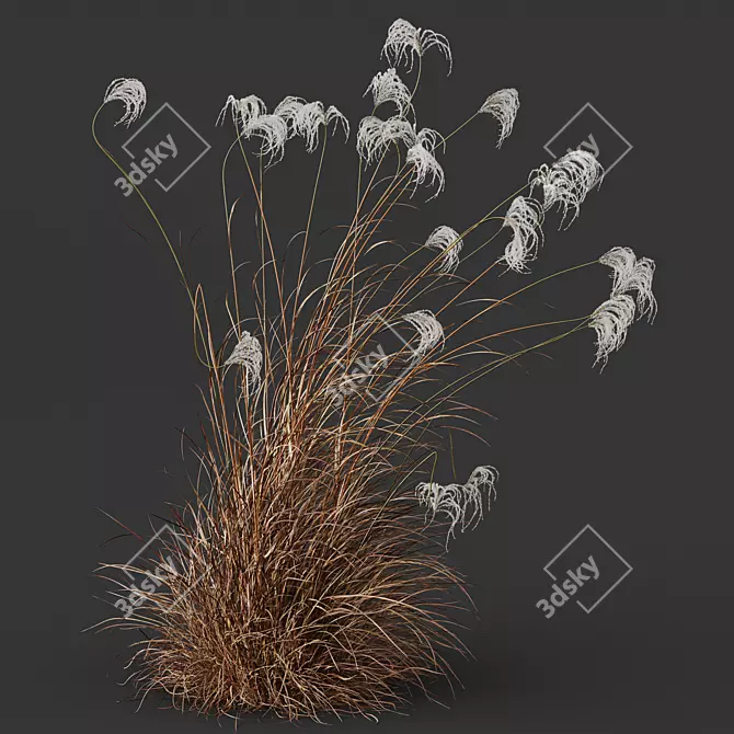 Ornamental Miscanthus Grass 3D Models 3D model image 2