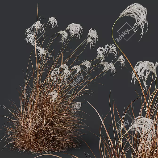 Ornamental Miscanthus Grass 3D Models 3D model image 3