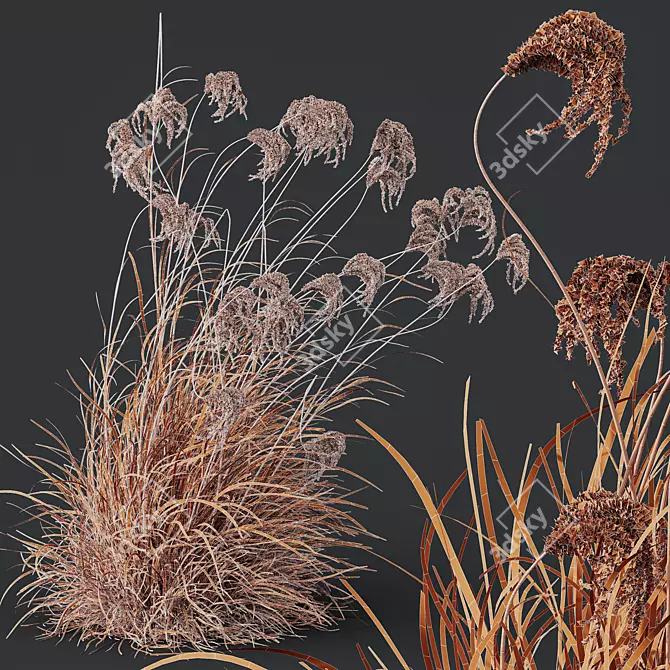 Ornamental Miscanthus Grass 3D Models 3D model image 5