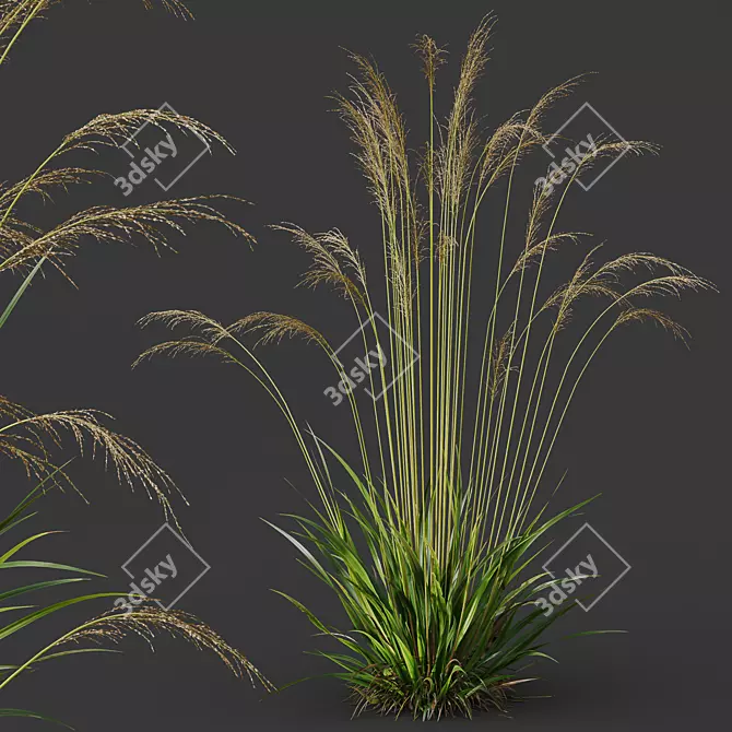 Elegant Moor Grass 3D Models 3D model image 2