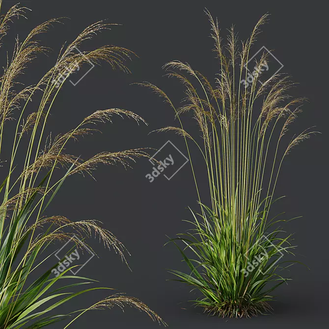 Elegant Moor Grass 3D Models 3D model image 3