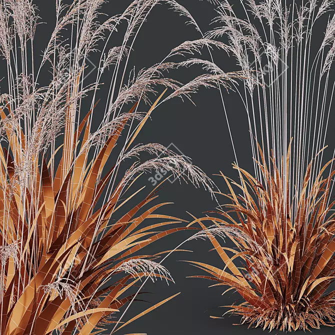 Elegant Moor Grass 3D Models 3D model image 4