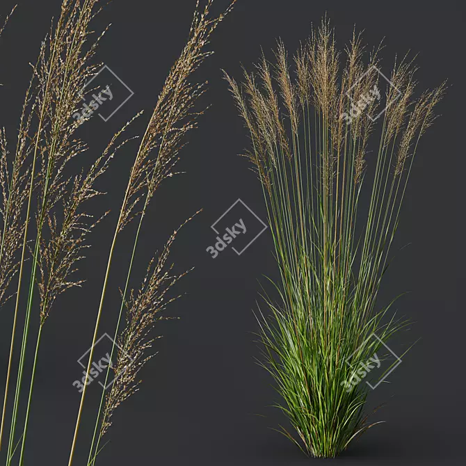 Elegant Moor Grass Decorative Plant 3D model image 2