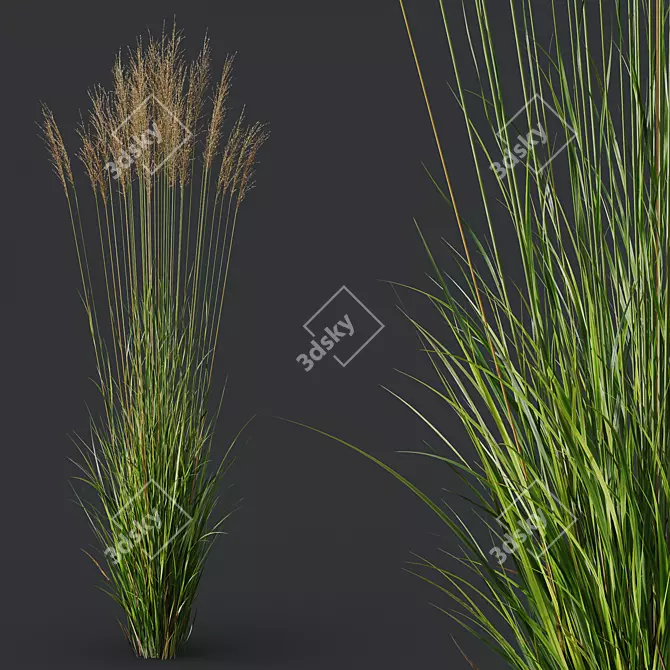 Elegant Moor Grass Decorative Plant 3D model image 3