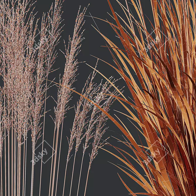 Elegant Moor Grass Decorative Plant 3D model image 4